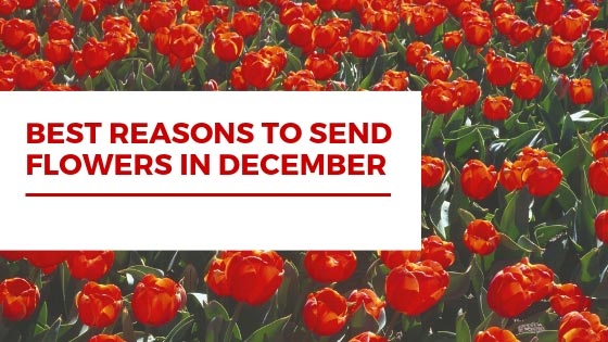 A painting of red flower field in the background with words Best Reasons to Send Flowers in December in the middle-left corner