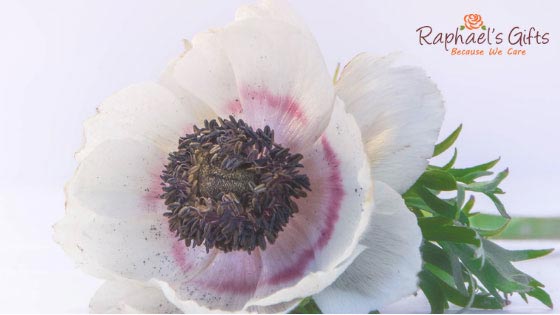 A close up shot of a white flower with a Raphael's Gifts Logo at the upper right corner