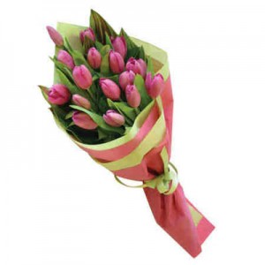 12 pink holland tulips
