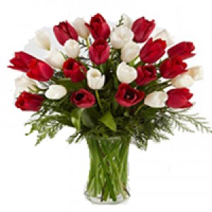 red and white tulips in a vase