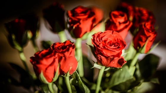 why-are-roses-so-popular-for-valentines-day