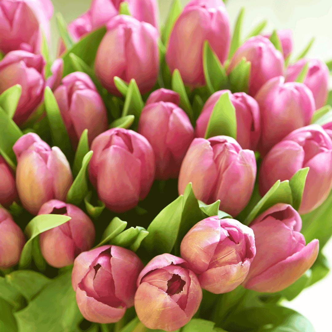 tulips flowers for mothers day philippines