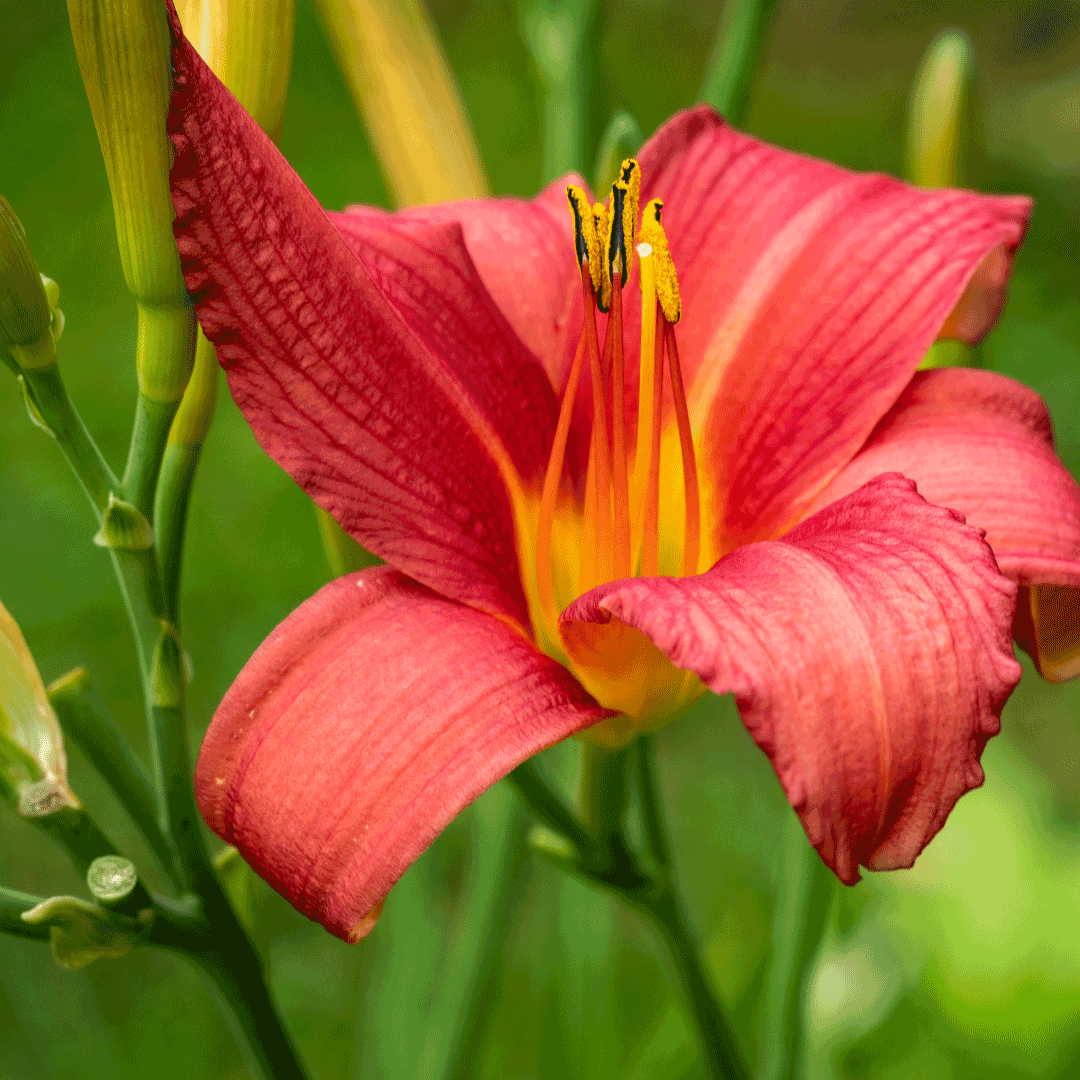 daylilies flowers for mothers day philippines